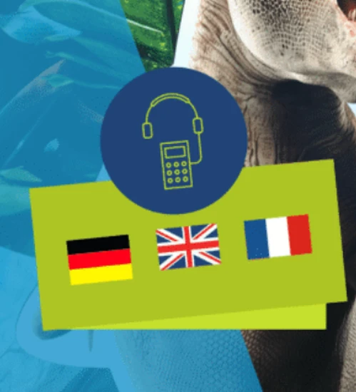 Zu sehen ist eine H&ouml;rstation mit Kopfh&ouml;rer-Symbol und Sprachwahl, vor der eine Person ein Smartphone h&auml;llt.